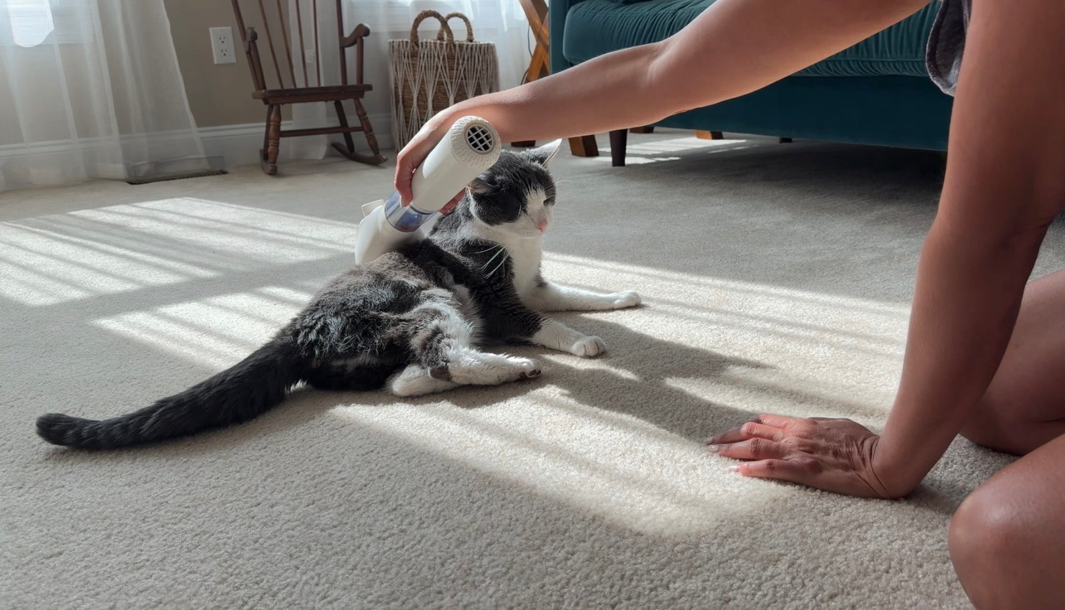 Person grooming a cat with the FurSo PetVacuBrush in natural sunlight