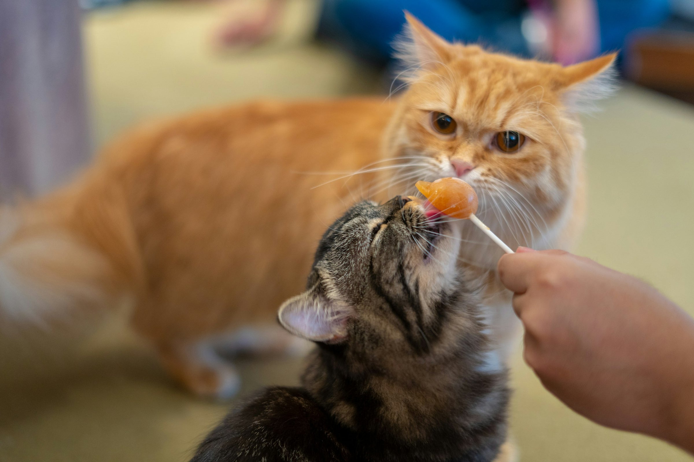 Orange tabby cat playing with a ball - Cat Toys & Enrichment collection